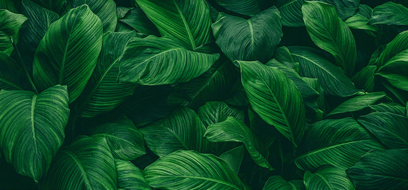 Forest Embrace – Botanical Wallpaper in Deep Green