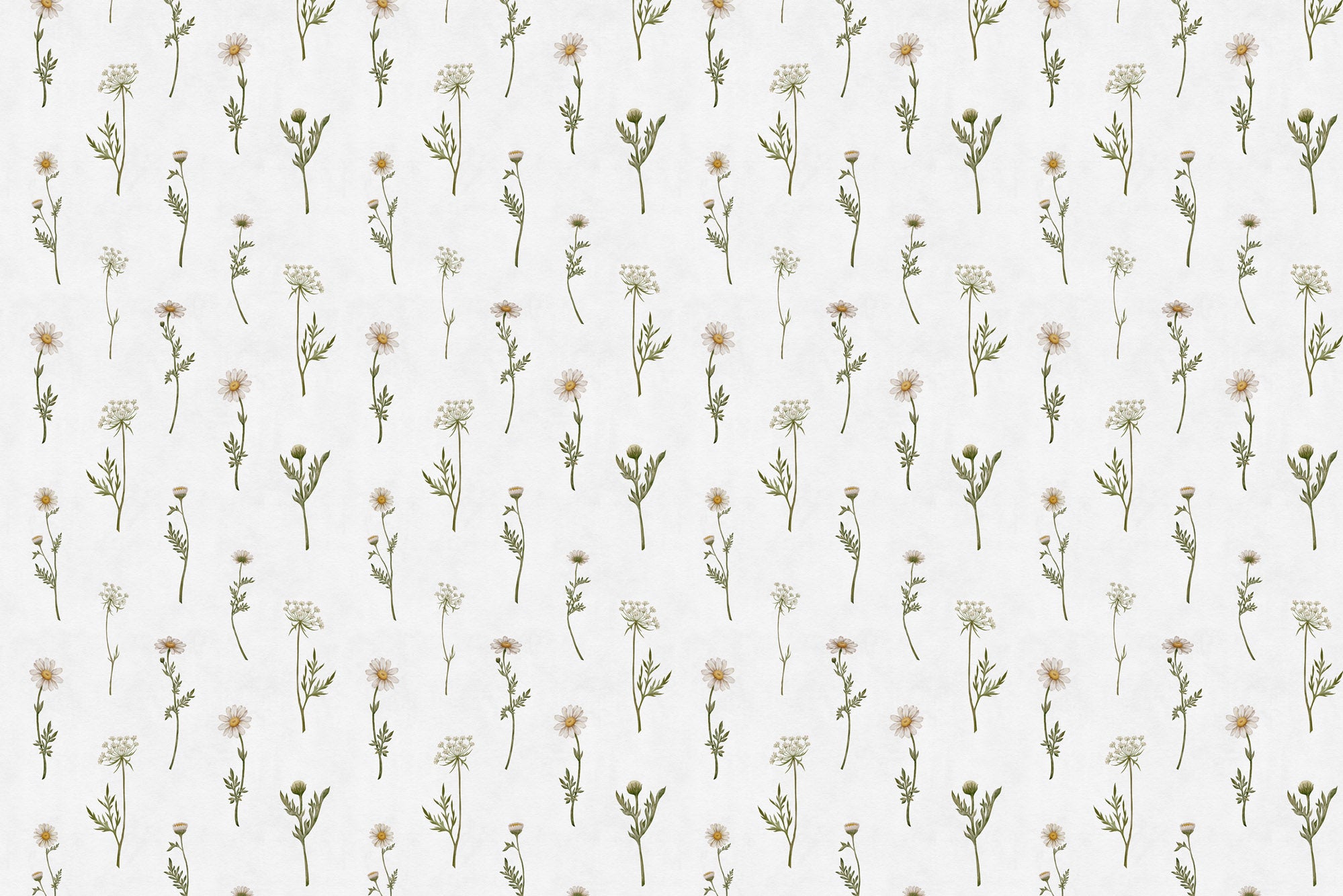 Dreamy Daisies Wallpaper