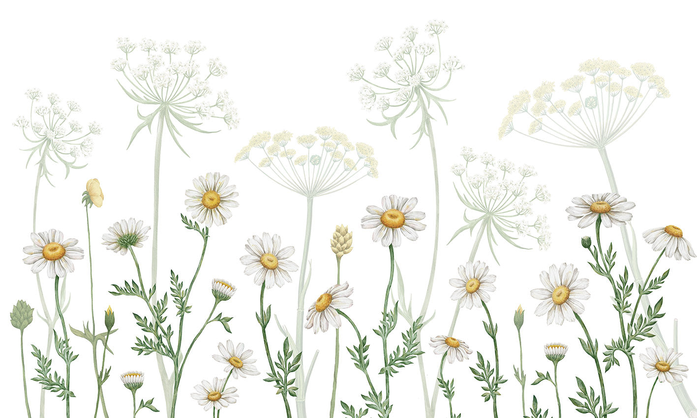 Field of Daisies Floral Wallpaper Mural
